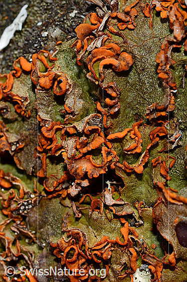 Foto: Safranflechte (Solorina crocea)