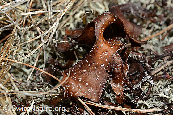 Foto: Isländisch Moos (Cetraria islandica).