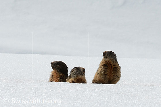 Photo: Marmota marmota. A family of marmots watches the photographers.