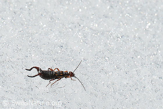 Foto: Zweipunkt-Ohrwurm (Anechura bipunctata) auf Schnee.