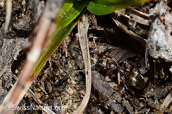 Foto: Formica lemani (Waldameise). Länge 4.5 - 6.5mm. Ansicht von schräg oben.