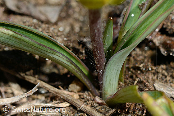 Photo: Ranunculus kuepferi. Leaves and stem.