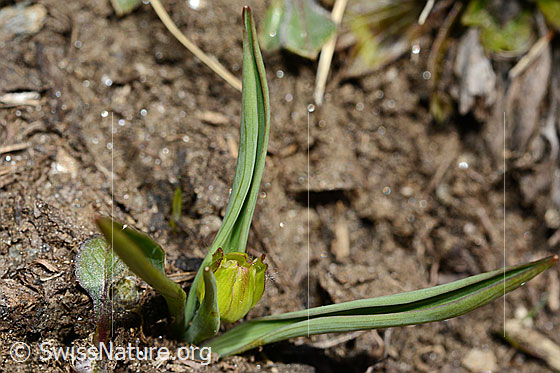 Foto: Pyrenäen-Hahnenfuss (Ranunculus kuepferi). Ganze Pflanze (Habitus).