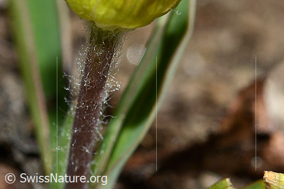 Foto: Pyrenäen-Hahnenfuss (Ranunculus kuepferi). Behaarter Stängel.
