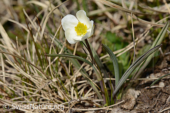 Photo: Ranunculus kuepferi. Whole plant (habiti).
