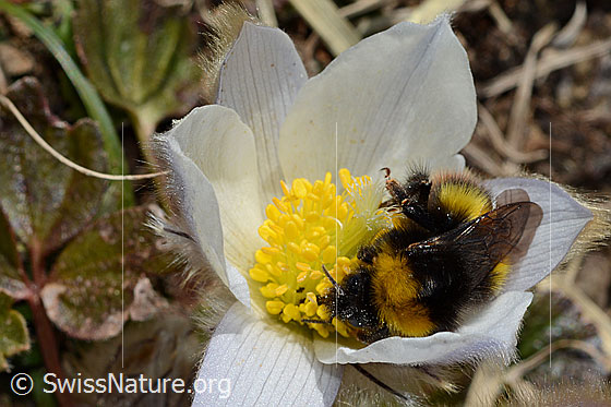 Photo: Probably Bombus soroeensis on Pulsatilla vernalis. Length 15 - 17mm. Queen. View diagonally from the front.