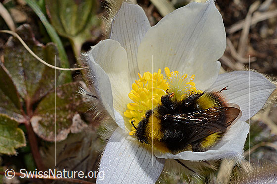 Photo: Probably Bombus soroeensis on Pulsatilla vernalis. Length 15 - 17mm. Queen. View from above.