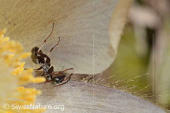Photo: Formica lemani on Pulsatilla vernalis. Length 4.5 - 6.5Mm. View from above.