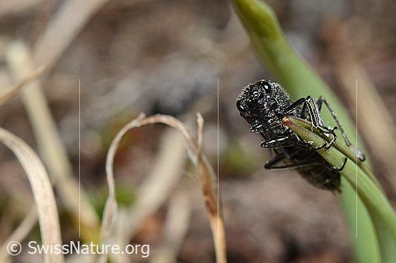Foto: Schwarze Getreideblattwespe (Dolerus nitens). Länge 9 - 10mm. Die Wespe klammert sich an einem Grashalm fest. Ansicht von vorne.
