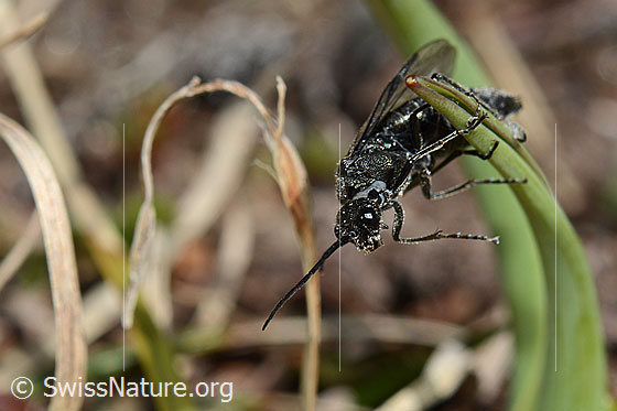 Foto: Schwarze Getreideblattwespe (Dolerus nitens). Länge 9 - 10mm. Die Wespe klammert sich an einem Grashalm fest. Ansicht von schräg unten.