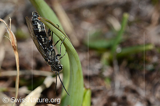 Foto: Schwarze Getreideblattwespe (Dolerus nitens). Länge 9 - 10mm. Die Wespe klammert sich an einem Grashalm fest. Ansicht von der Seite.
