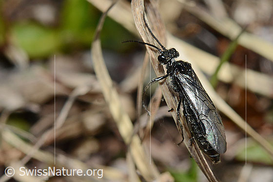 Foto: Schwarze Getreideblattwespe (Dolerus nitens). Länge 9 - 10mm. Ansicht von schräg oben.