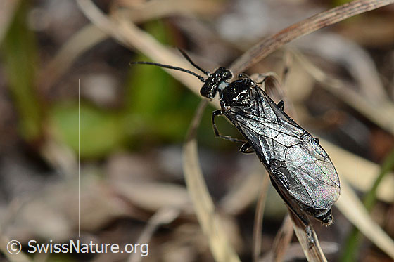 Foto: Schwarze Getreideblattwespe (Dolerus nitens). Länge 9 - 10mm. Ansicht von oben.