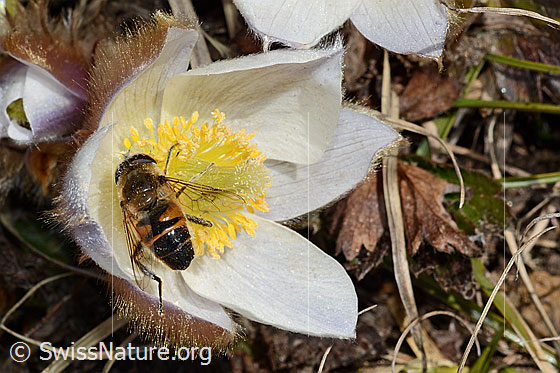 Photo: Eristalis tenax on Pulsatilla vernalis). View from above.