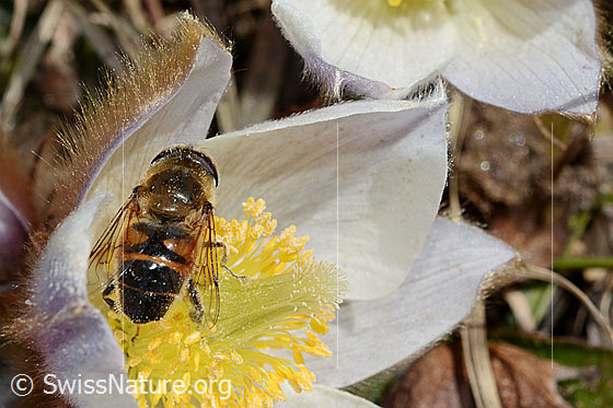 Photo: Eristalis tenax on Pulsatilla vernalis. View from above.