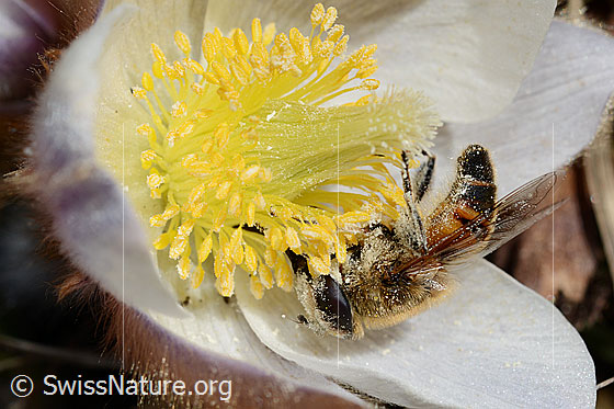 Photo: Eristalis tenax on Pulsatilla vernalis. View from the side.
