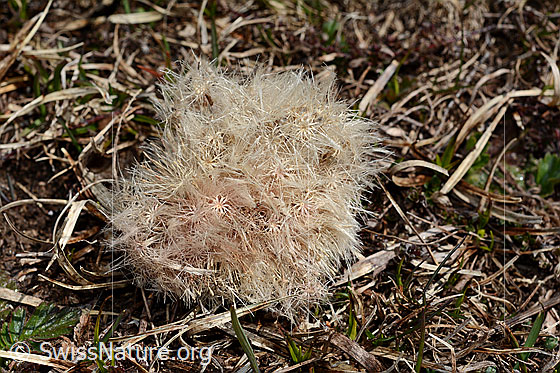 Foto: Wahrscheinlich Silberdistel (Carlina acaulis ssp. caulescens). Samen.