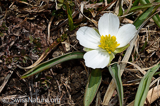 Photo: Ranunculus kuepferi. Blossom.
