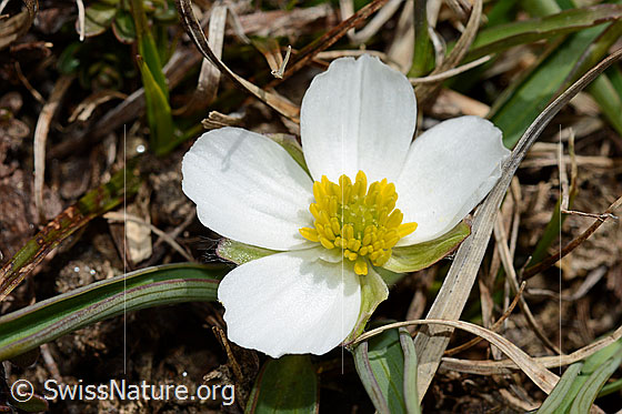 Photo: Ranunculus kuepferi. Blossom.