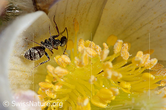 Photo: Formica lemani on Pulsatilla vernalis. Length 4.5 - 6.5mm. View diagonally from behind.