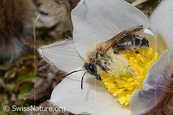 Photo: Andrena nigroaenea on Pulsatilla vernalis. Length 13 - 15mm. Female. View from the side.