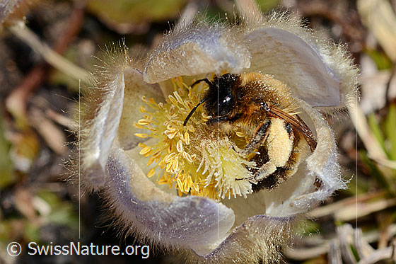 Photo: Andrena nigroaenea on Pulsatilla vernalis. Length 13 - 15mm. Female. View diagonally from the front.