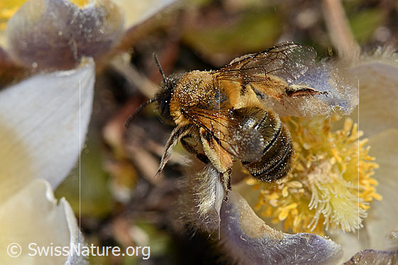Photo: Andrena nigroaenea on Pulsatilla vernalis. Length 13 - 15mm. Female. View from above.