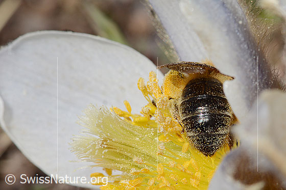 Photo: Andrena nigroaenea on Pulsatilla vernalis. Length 13 - 15mm. Female. View from behind.