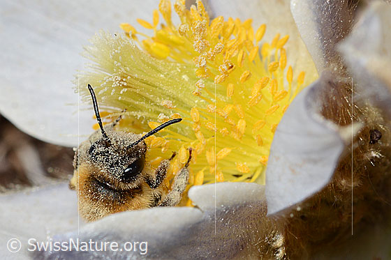 Photo: Andrena nigroaenea on Pulsatilla vernalis. Length 13 - 15mm. Female. View from the front.