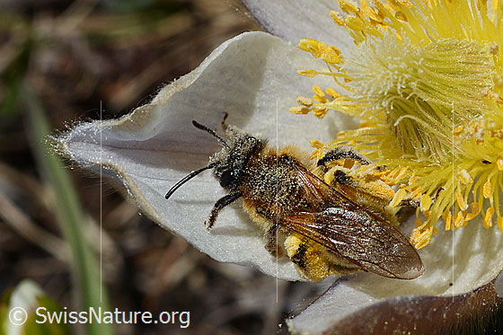 Photo: Andrena nigroaenea on Pulsatilla vernalis. Length 13 - 15mm. Female. View from above.