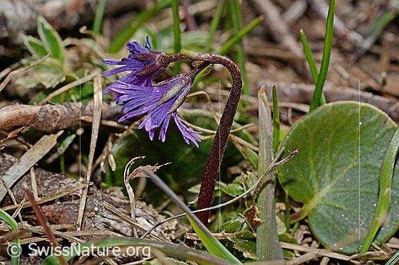 Foto: Grosses Alpenglöckchen (Soldanella alpina). Ganze Pflanze (Habitus).