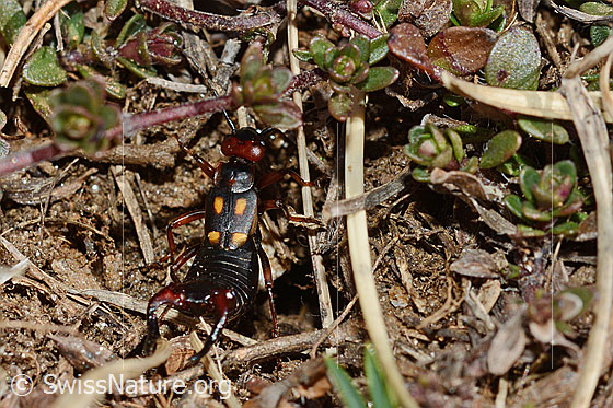 Foto: Zweipunkt-Ohrwurm (Anechura bipunctata). Ansicht von oben.