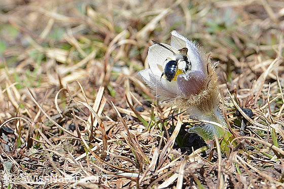Photo: Andrena cineraria on Pulsatilla vernalis. Female. Length 13-15mm. View from behind.
