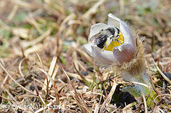 Photo: Andrena cineraria on Pulsatilla vernalis. Female. Length 13-15mm. View from diagonally behind.