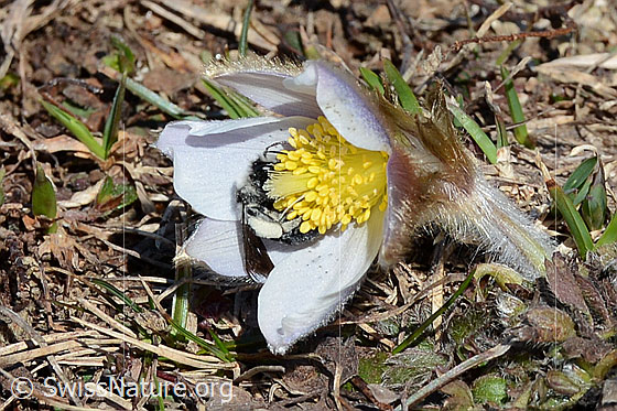 Photo: Andrena cineraria on Pulsatilla vernalis. Female. Length 13-15mm. View from the side.