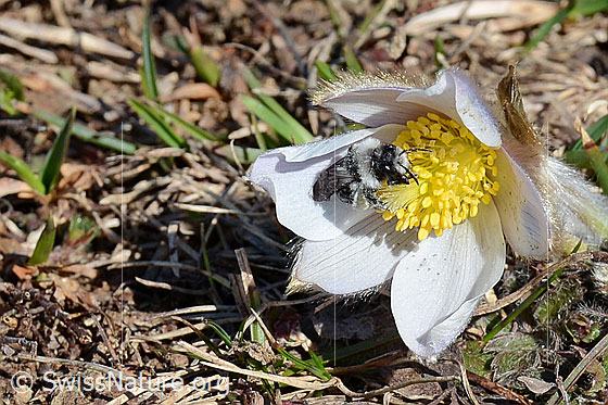 Photo: Andrena cineraria on Pulsatilla vernalis. Female. Length 13-15mm. View from diagonally in front.