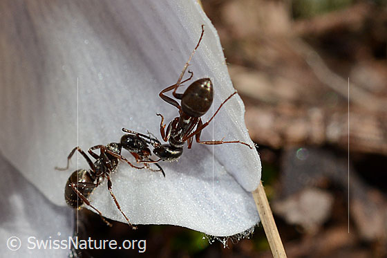 Photo: Two Formica lemani  on Pulsatilla vernalis. Length 4.5 - 6.5mm.