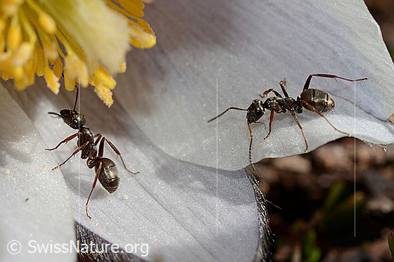 Photo: Two Formica lemani on Pulsatilla vernalis. Length 4.5 - 6.5mm. 