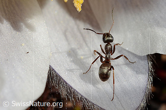 Photo: Formica lemani on Pulsatilla vernalis. Length 4.5 - 6.5mm. View from above.