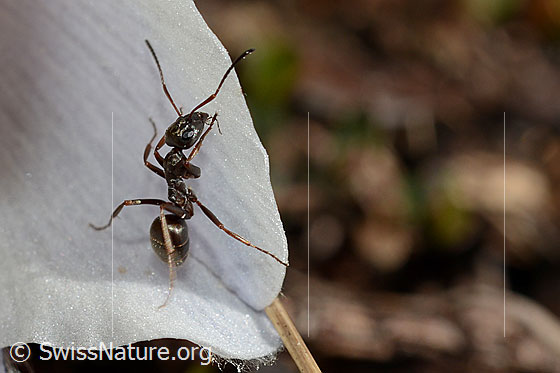 Photo: Formica lemani on Pulsatilla vernalis. Length 4.5 - 6.5Mm. View from the side.