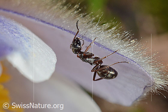 Photo: Formica lemani on Pulsatilla vernalis. Length 4.5 - 6.5Mm. View from the side.