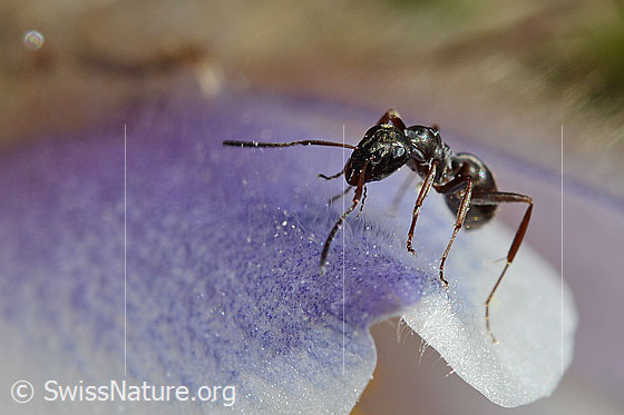Photo: Formica lemani on Pulsatilla vernalis. Length 4.5 - 6.5mm. View from the front.