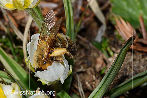 Foto: Erzfarbene Düstersandbiene (Andrena nigroaenea) auf Pyrenäen-Hahnenfuss (Ranunculus kuepferi) . Länge 13 - 15mm. Weibchen. Ansicht von der Seite.