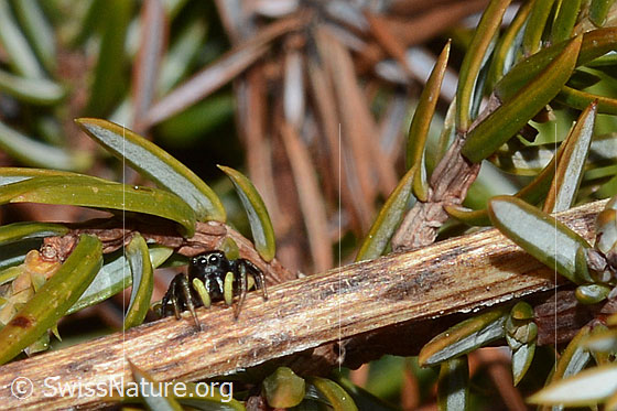 Photo: Probably Heliophanus lineiventris. Female. Length: 5 - 7.5mm. View from the front.