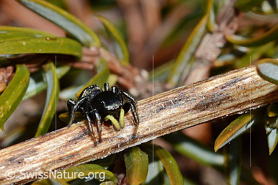 Heliophanus lineiventris (Springspinne)