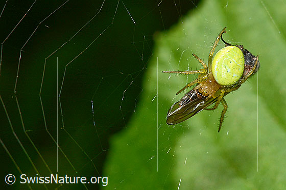 Photo: Araniella cucurbitina with prey in its web. Body length: 4.5 - 8.5mm. View from above.
