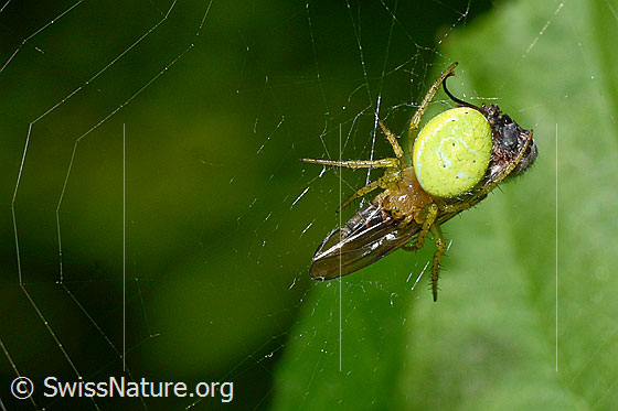 Foto: Kürbisspinne (Araniella cucurbitina) mit Beute im Netz. Körperlänge: 4.5 - 8.5mm. Ansicht von oben.