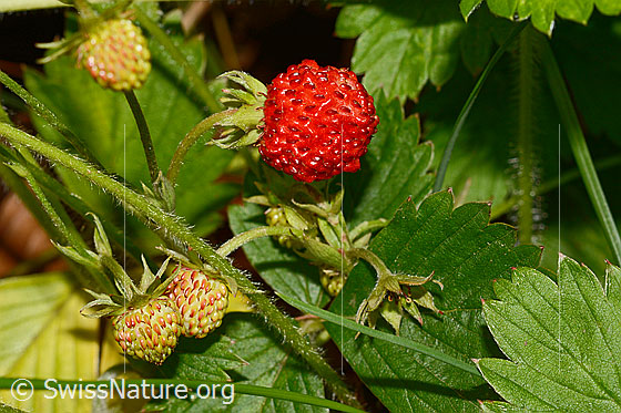 Photo: Fragaria vesca. Ripe and unripe fruit.