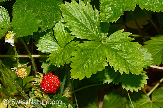 Photo: Fragaria vesca. Leaves and fruits.