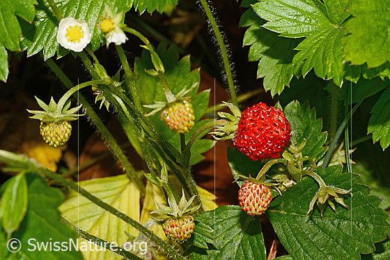 Photo: Fragaria vesca. Flowering and ripe/unripe fruit.
